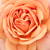Portocaliu - Trandafir englezesti - Ellen